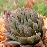 Haworthia cooperi BB8.1 (RSA)